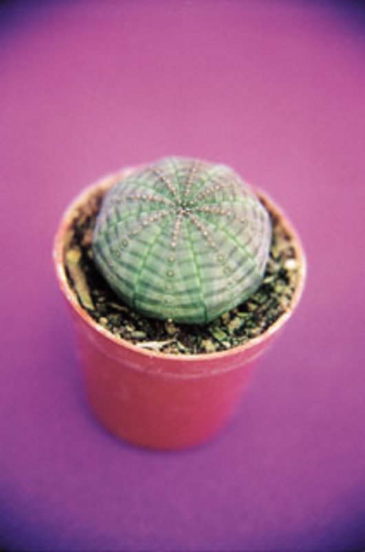 Euphorbia Obesa.jpg